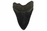 Fossil Megalodon Tooth - South Carolina #130780-2